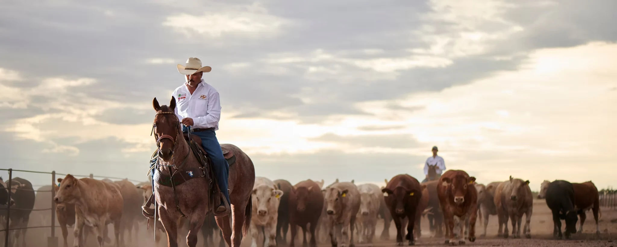 Ganado Ribe en rancho de Chihuahua